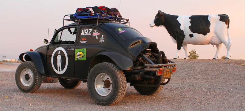 Big Bovine of the Desert, little Beetle. Photo credit: Stef Schrader
